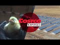 Woody harrelson exposes shocking treatment of costco chickens