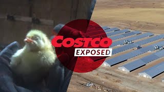 Woody Harrelson Exposes Shocking Treatment Of Costco Chickens
