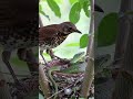 Nature’s Teamwork: Birds Unite Against Snake!