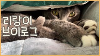 고양이 브이로그/아침밥/잠/점심밥/잠/궁디팡팡/잠