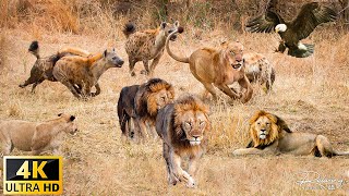 Wildlife 4K : สำรวจการปะทะกันในแอฟริกา - Lions vs. Hyenas การต่อสู้เพื่อดินแดน | โลกของเรา