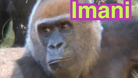 ゴリラウィンストン家族 Gorilla Winston family 🦍 サンディエゴサファリパーク