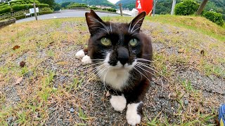 バットマンみたいな猫がいたので近づいてナデナデしたら遠くから白猫が撫でられに来た