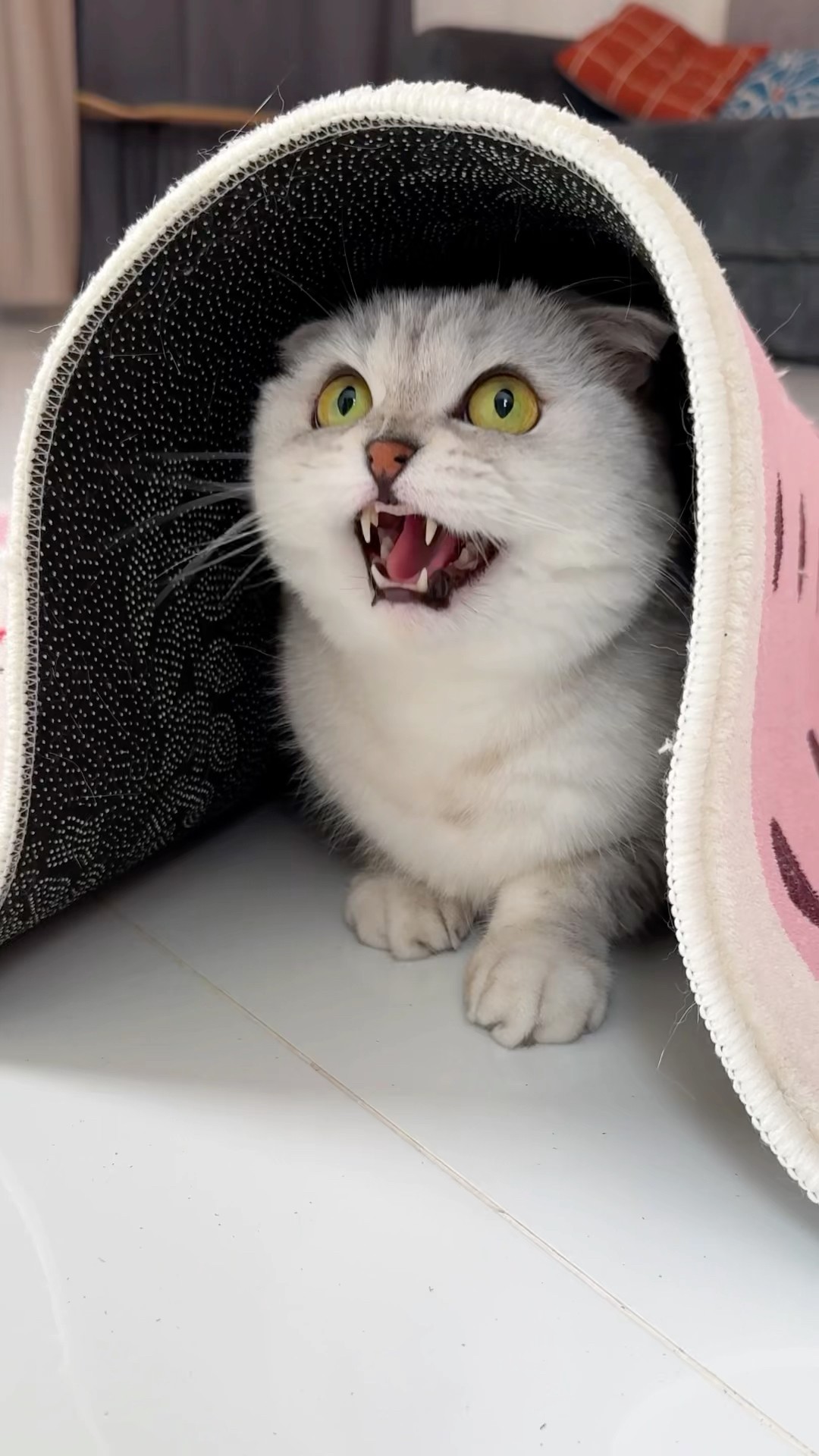 Sonya is a master of ambush!!! #cat