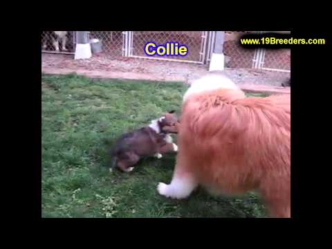 Collie, Puppies, For, Sale, In, Rio Rancho, New Mexico, County, NM, Sandoval, San Juan, McKinley, Le