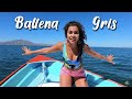 BALLENA GRIS Son GIGANTES y muy AMIGABLES  La Paz Baja California Sur México
