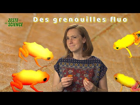 Des grenouilles fluorescentes l ZdS#28