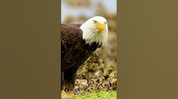 Duolingo AI: Level Up Your Language Learning With Artificial Intelligence!Discover how Duolingo