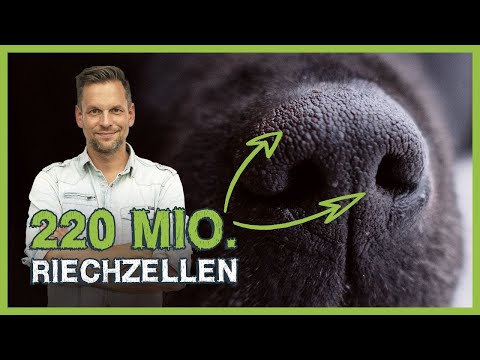 Video: Neue Kastrationsoption Für Hunde Möglicherweise Bald Verfügbar