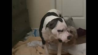 😯😮American PitBull Terrier Vs Shihpoo