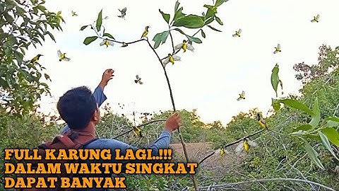 MIKAT BURUNG SOGON BODY JUMBO!