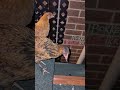 Chicken conversation