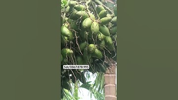 Thời điểm nào nên trồng cây cau tứ thời ? #cayhoaviet #cautuquy