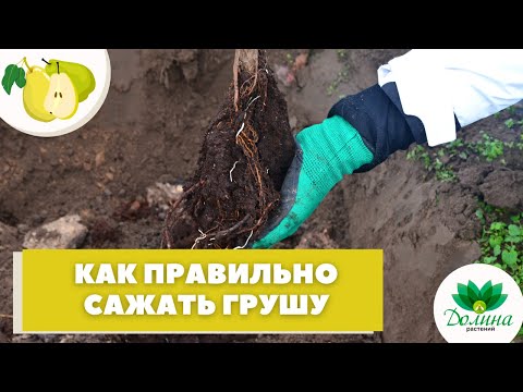 🍐Как правильно посадить