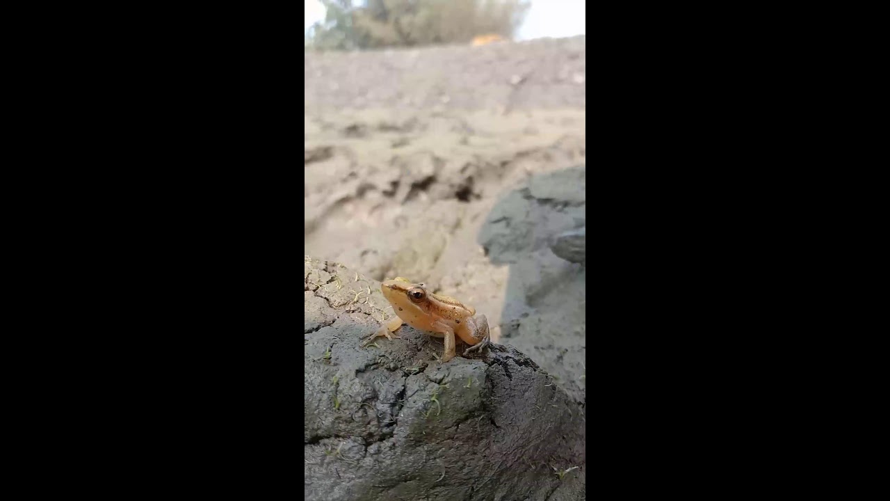 Funny Frog Laughing | LIVE Streaming EP:07 