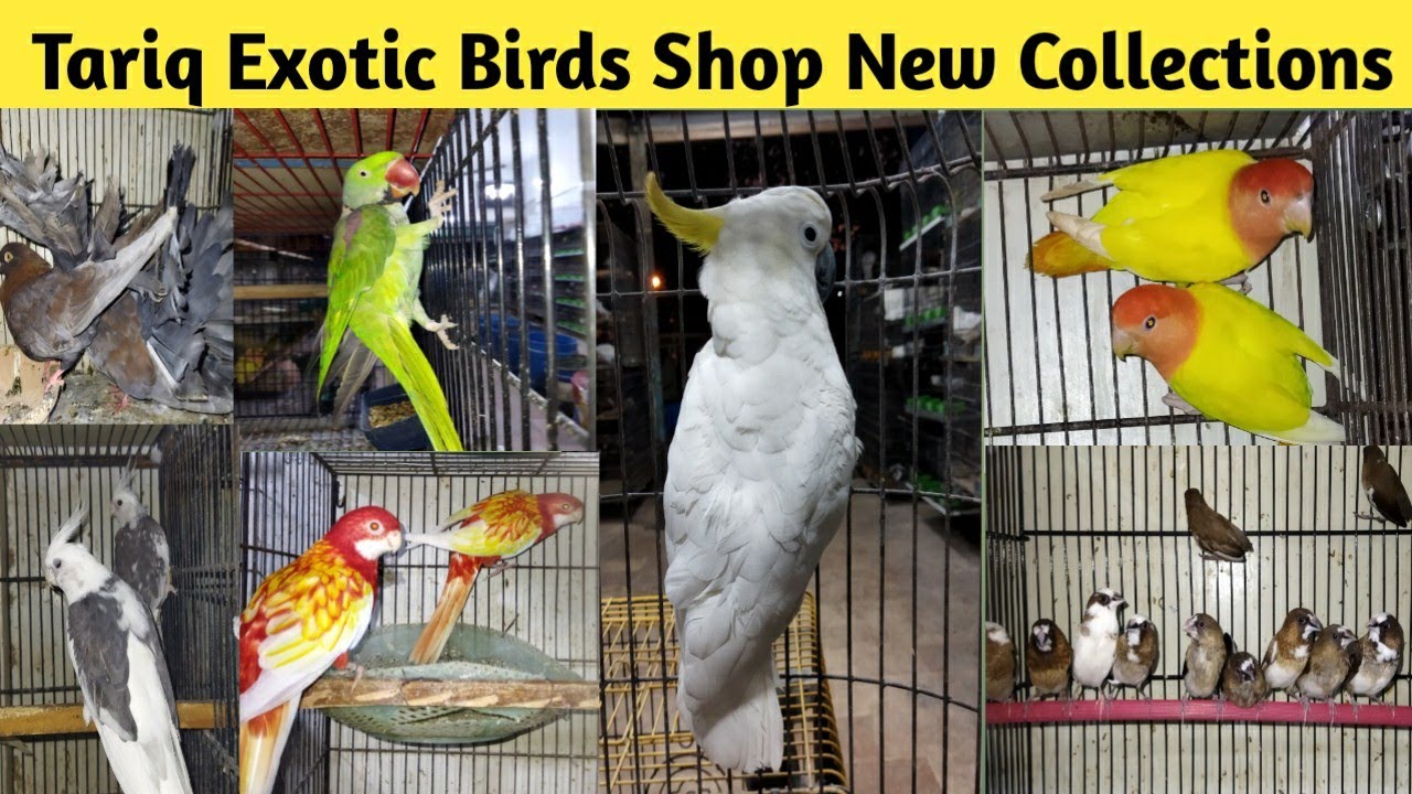 All Exotic Birds Available At TariQ Birds Shop Latest Update Birds