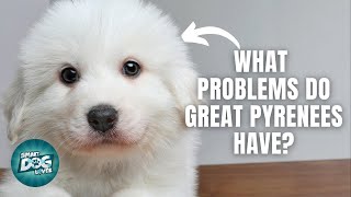 12 Things Only Great Pyrenees Dog Owners Understand