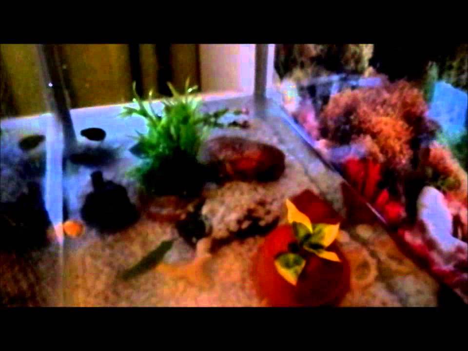 reptiles concept New set up for chinese fire belly newts