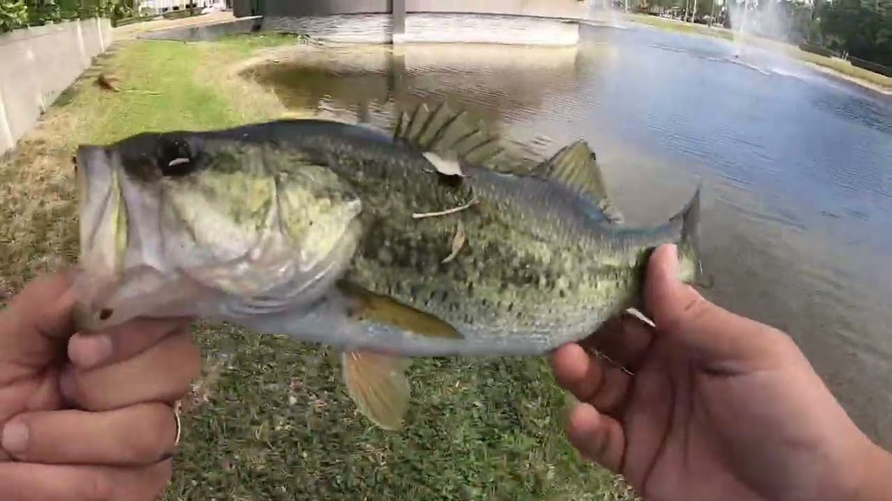 Live Shiners = BIG Bass! Pond Fishing in Boca Raton, FL