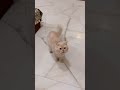 I Love You Youtubeshorts Trending Cat Viral Popular 