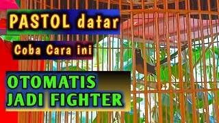 CUKUP AMPUH, Cara melatih agar murai pastol fighter