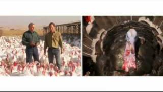 Mary's Free Range Turkey, Organic Turkey and Heritage Turkey