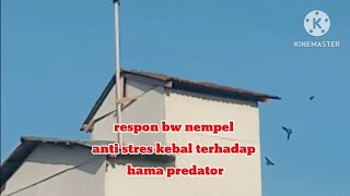RBW MINI SP, anti predator anti stress