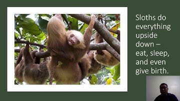 Video Lesson for Class 5 EVS, Chapter 1 (Super Senses) Module 5 Part 1 Topic: Sloth