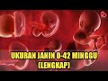 Cek Yuk‼️ Ukuran Janin yang Ideal dari Minggu ke Minggu [Lengkap]