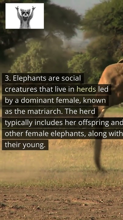 the-biggest-land-animal-on-earth-elephant-shorts-please-like