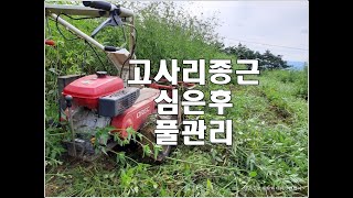 20200902 고사리종근 심은 후 풀관리요령 참좋은 유튜브