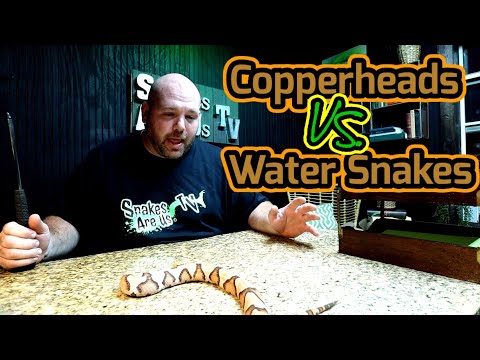 Copperheads VS Water Snakes