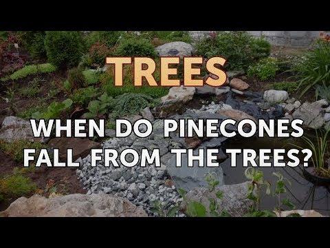 When Do Pinecones Fall From the Trees?