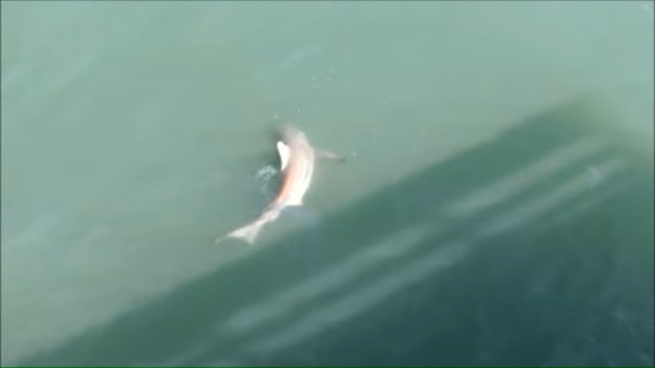 Sharks In Myrtle Beach South Carolina Sharks In Myrtle Beach South Carolina