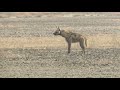 Hyena at Velavader black buck santury Gujarat March 2020