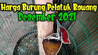 Harga Burung Pelatuk Bawang Desember 2021