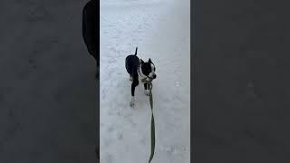 Григорий озорничает😄