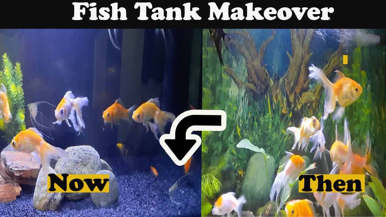 Fish Tank Make over Kolathur Fish Shop Visit With Miss Cooking 
