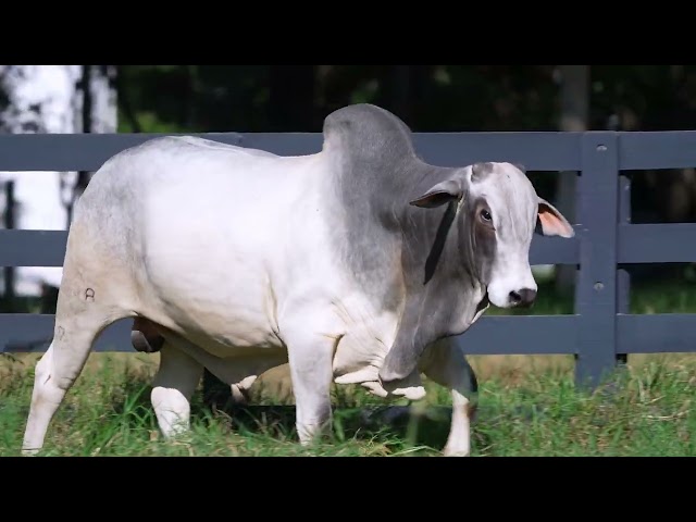 LOTE 21   LAJA 1186