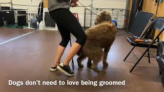 Basic grooming with previously out of control poodle pointer mix  Balanced Dog Training