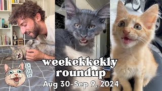 Ekekekkekkek Compilation - Cats Chirping Chattering Weekly Roundup Aug 30-Sep 9, 2024