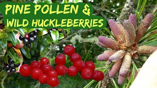 Pancakes better than any restaurant! From pine pollen and 2 kinds of wild huckleberries.