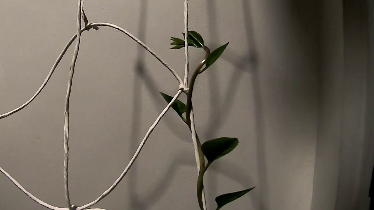 AMAZING CLIMBING SPINACH TIME LAPSE ALUGBATI YouTube