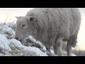 Sheep digging   in snow for grass -Brutal 2010 winter