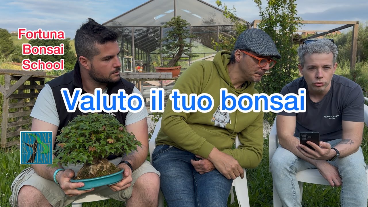 Valuto il tuo bonsai