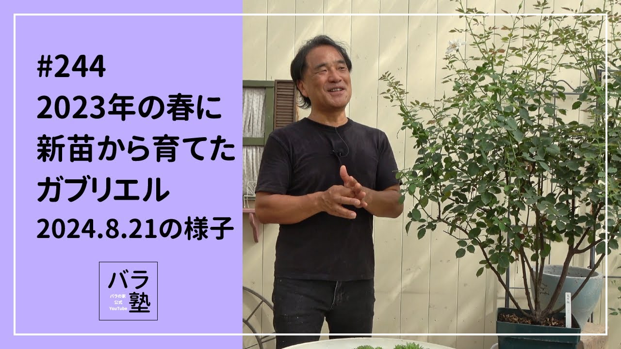 244 2023年の春に新苗から育てたガブリエル 2024.8.21の様子 - YouTube