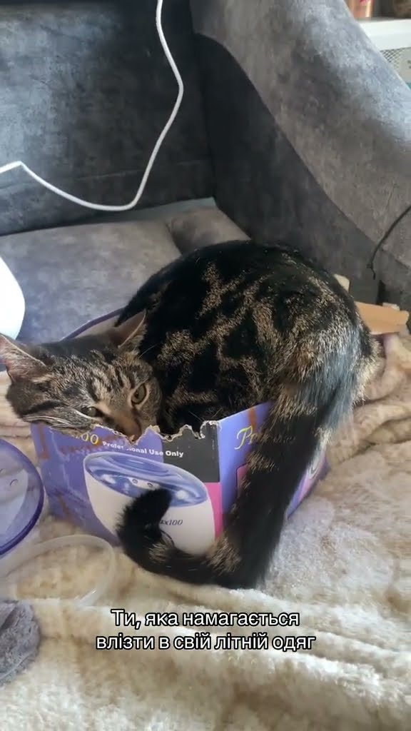 funny  kitten ♥️ ♥️ ♥️ ♥️