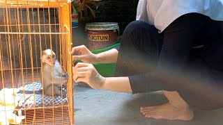Koko Takes A Disciplined Bath Without Shouting