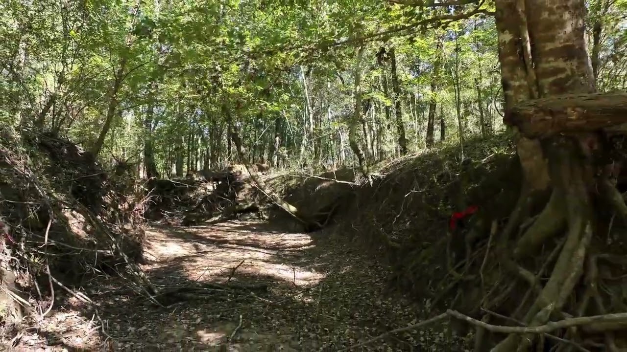 Trails, Timber, & Creek Frontage in Clarke County, Mississippi