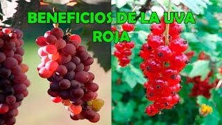 Beneficios de la Uva Roja Para la Salud - Propiedades de la Uva Roja